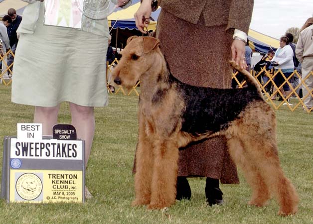 Joval Airedales - Sunny 2005-05-08 Trenton Kennel Club